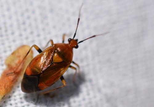 Deraeocoris ruber